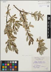 Foto von Salix glauca L. x Salix hastata L.